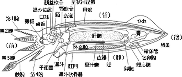 イカの解剖図